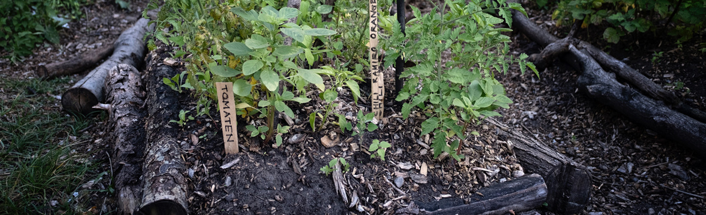 Beet Urban Gardening