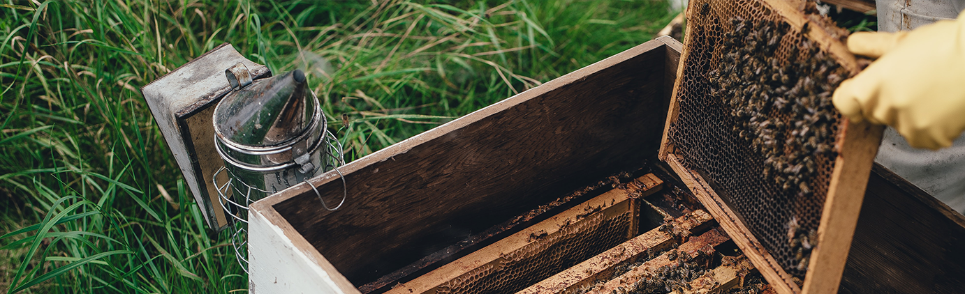 Bienen