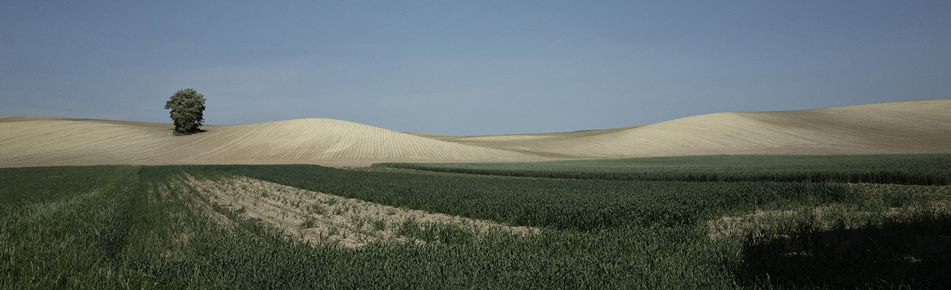 Feld Baum Klima