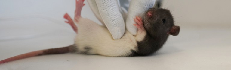 Gekitzelte Ratte
