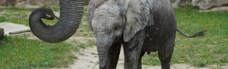 Slider_LoxodontaAfricana.jpg