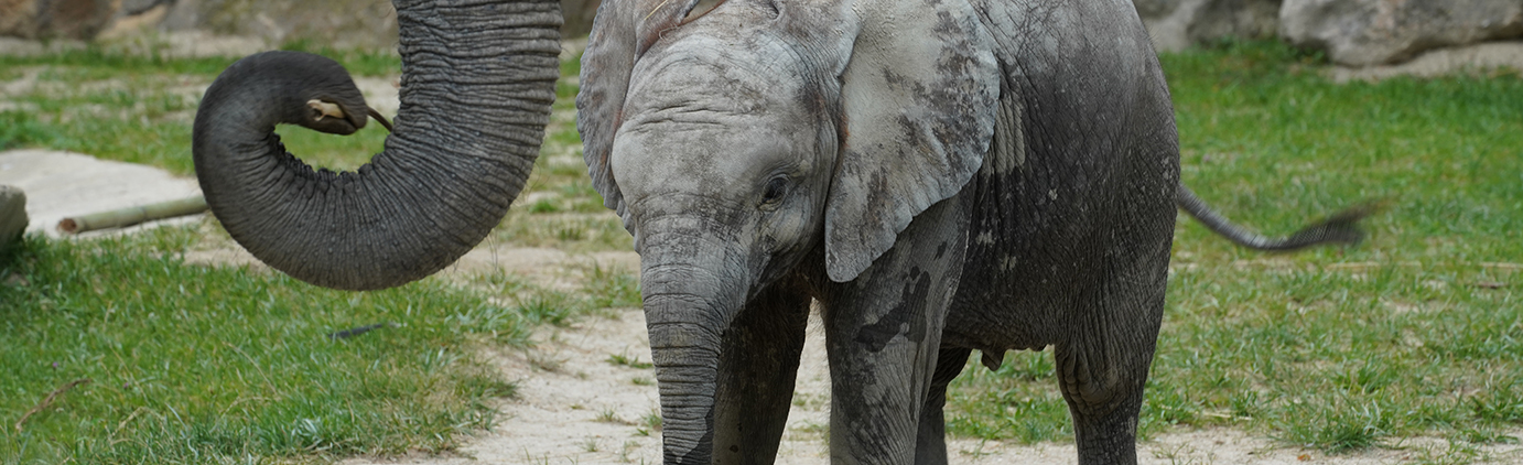 Slider_LoxodontaAfricana.jpg