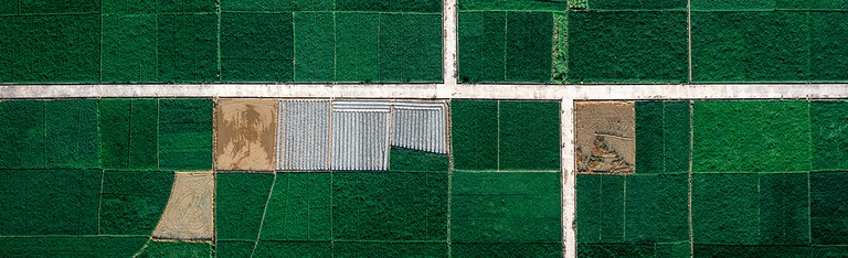 Paddy Fields