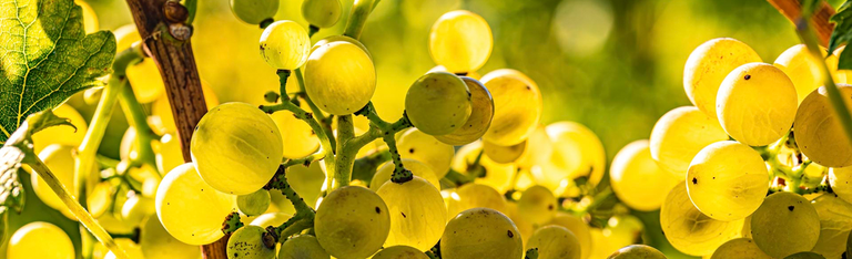 slider_weinreben_stockfoto_1920px.jpg-2.png