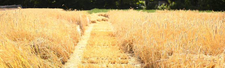 Die Landwirtschaft der Zukunft