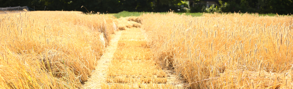 Die Landwirtschaft der Zukunft
