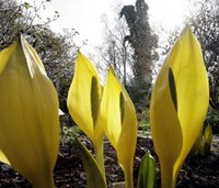 Arboretum