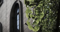 Ginkgobaum vor dem HU-Hauptgebäude