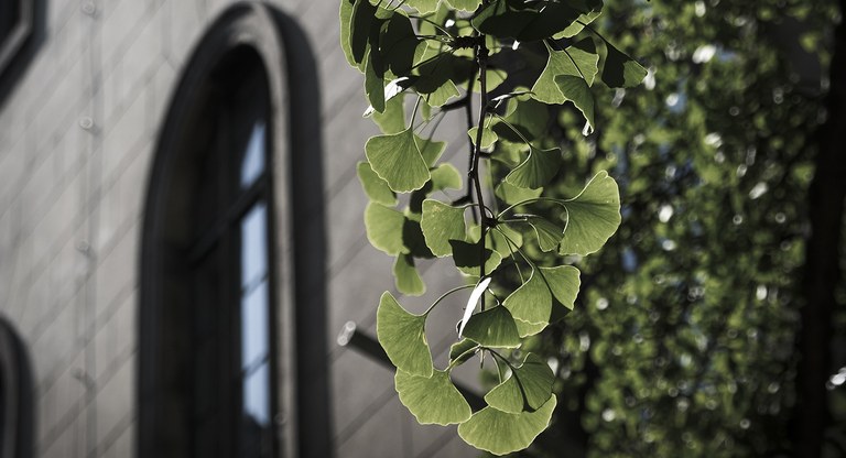 Ginkgobaum vor dem HU-Hauptgebäude
