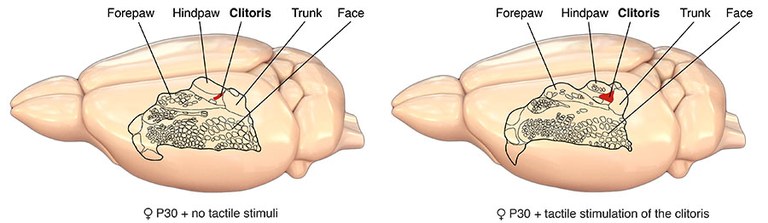 Scheme Genital cortex 2