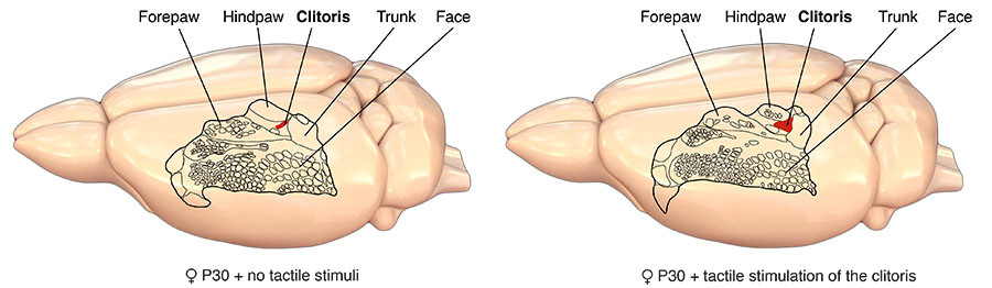 Scheme Genital cortex 2