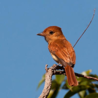 Bird 