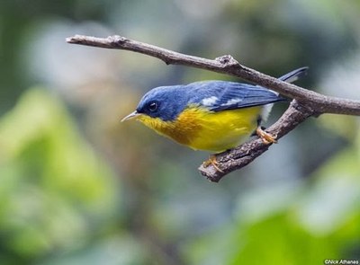 Bird 