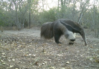 Giant Anteater