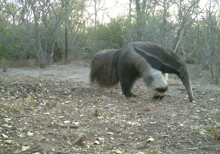 1 GiantAnteater JulietaDecarre INTA