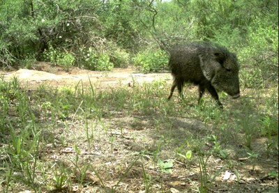 Chaocan Peccary 