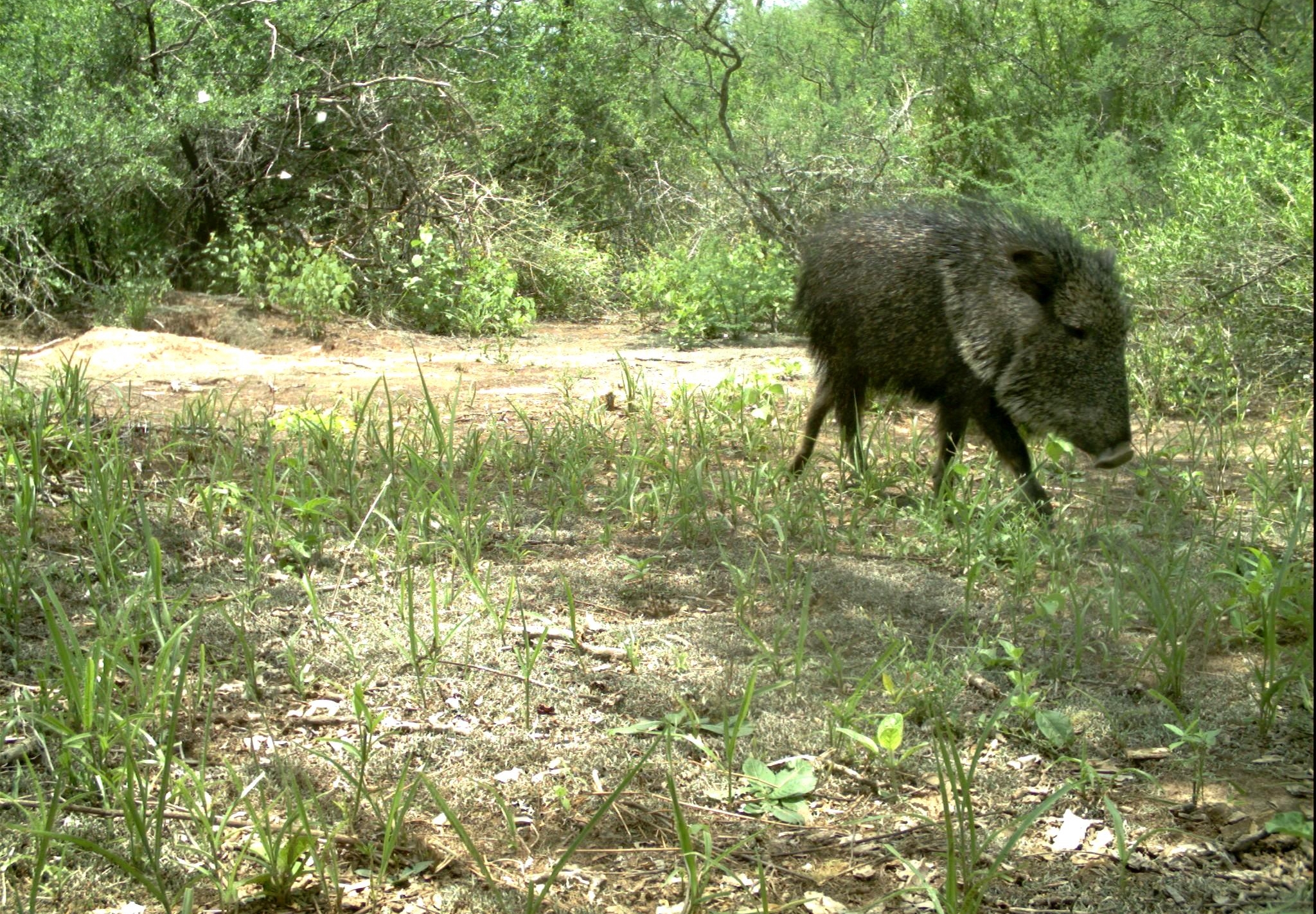 2 ChacoanPeccary JulietaDecarre INTA