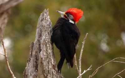 Black bodied woodpecker 