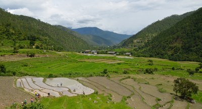 Rice cultivation by local farmers in Punakha, Bhutan