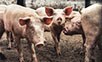 Pigs in a Pigsty