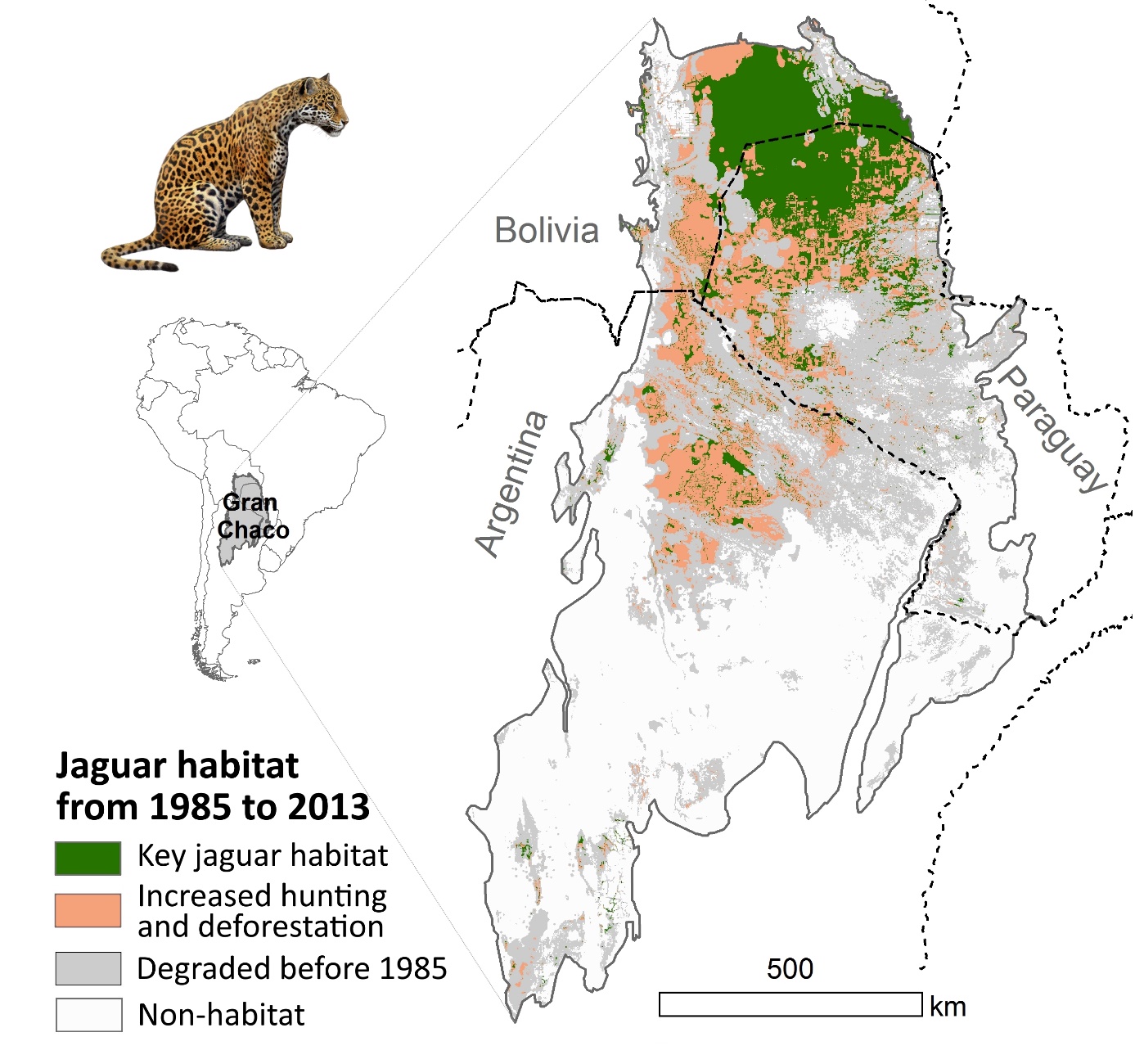 Graphic Jaguar englisch