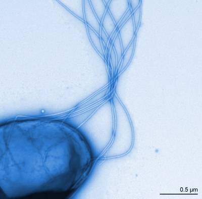 bakterium