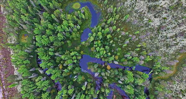 Western Siberia forest patch in a permafrost landscape web