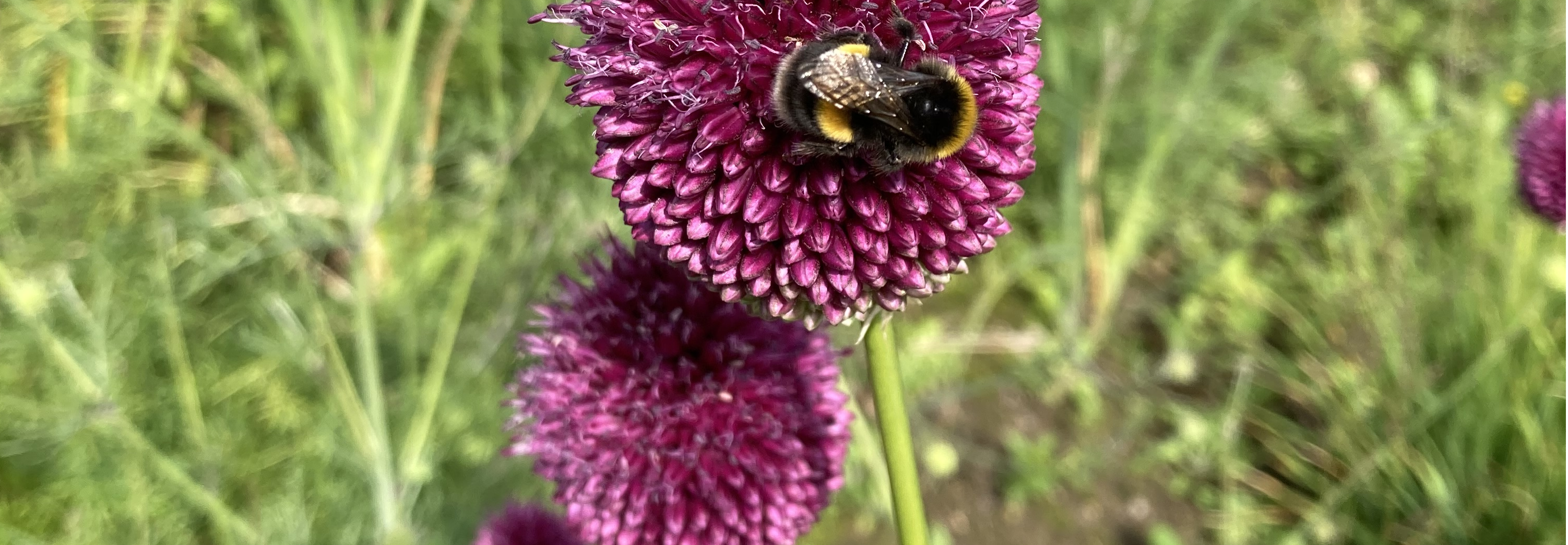 Bees-on-flower.png