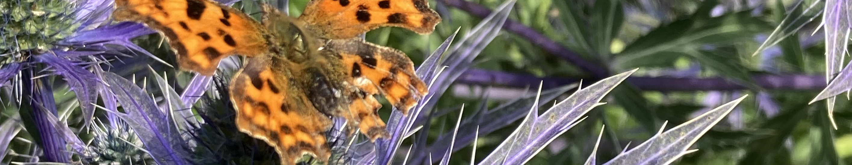 Thistle-Butterfly_Schaar_2023.png