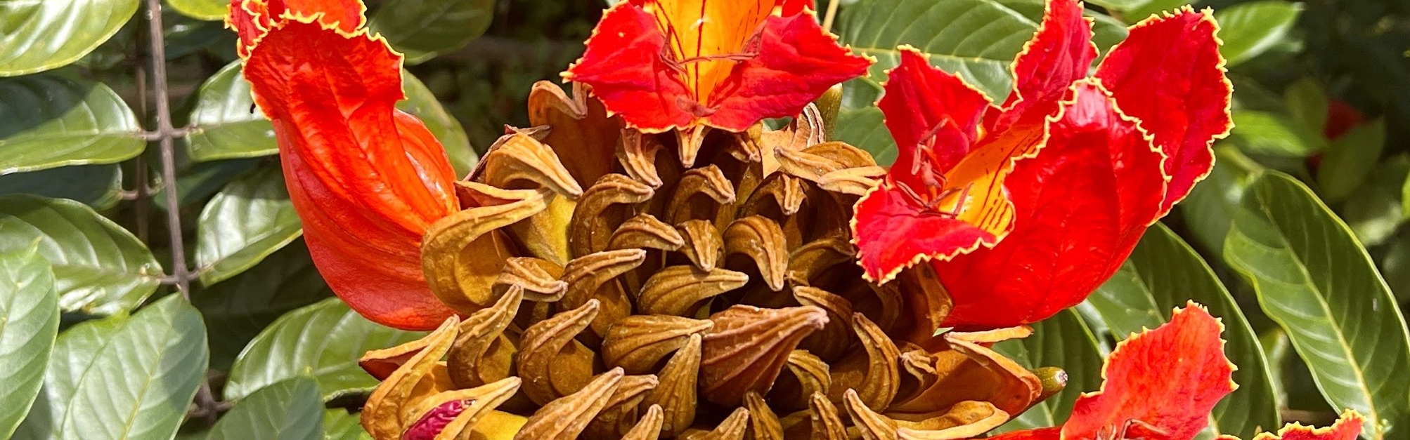 plant-red-hawaii_Stefan-Dietz.png