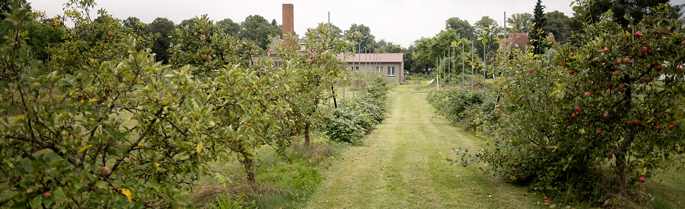 Apple Tree