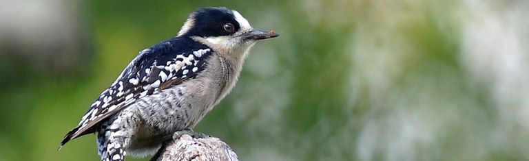 Forest Bird