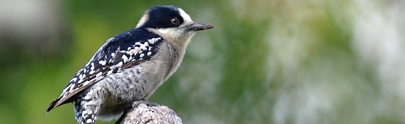 Forest Bird