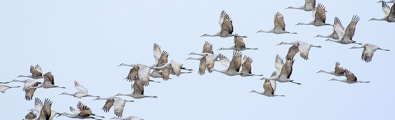 Study of migratory birds