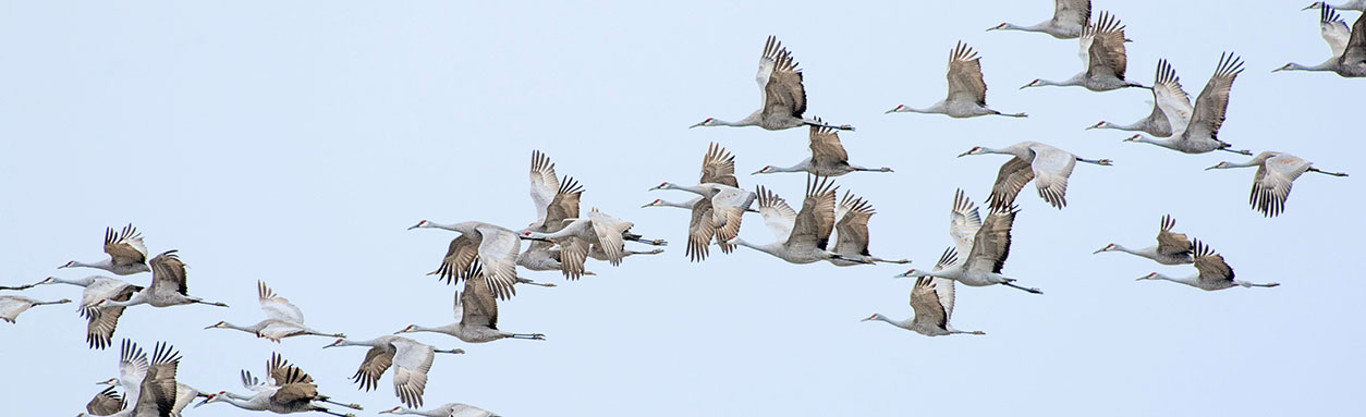 Study of migratory birds
