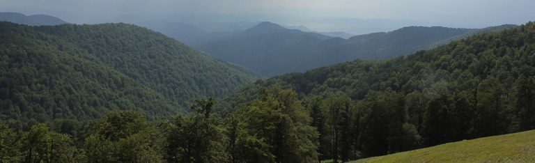 Where are Europe’s last primary forests?