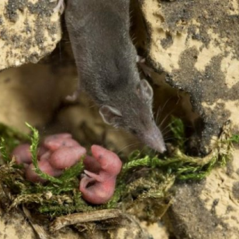 Etruskerspitzmäuse im Höhlenstein.