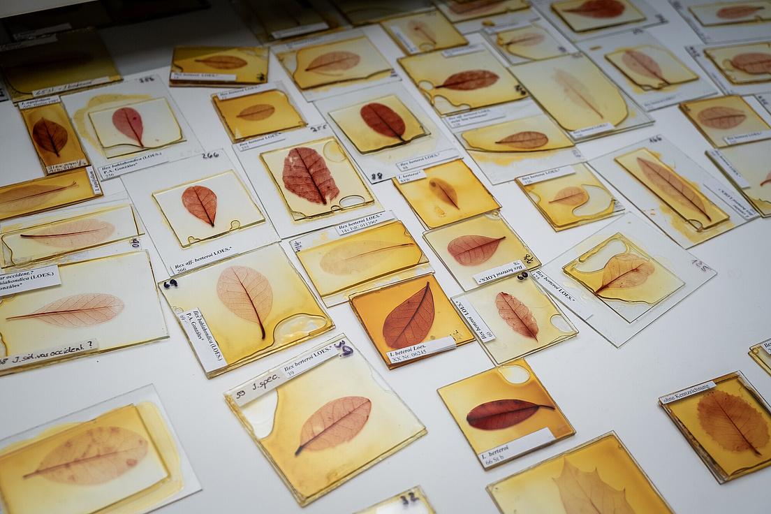 Pflanzenpräparate im Späth-Arboretum Die Abbildung zeigt eine Sammlung von Pflanzenpräparaten, die in einem Labor oder einer Sammlung auf einer weißen Oberfläche ausgelegt sind. Die Präparate bestehen aus einzelnen Blättern, die in transparente, gelblich getönte Kunststoff- oder Glasbehälter eingeschlossen sind. Jedes Präparat ist mit einem Etikett versehen, auf dem wissenschaftliche Namen und weitere Informationen zu den Pflanzenarten stehen, wie zum Beispiel „Ilex bahiahondica (LOES.)“ und „Ilex berteroi LOES.“
