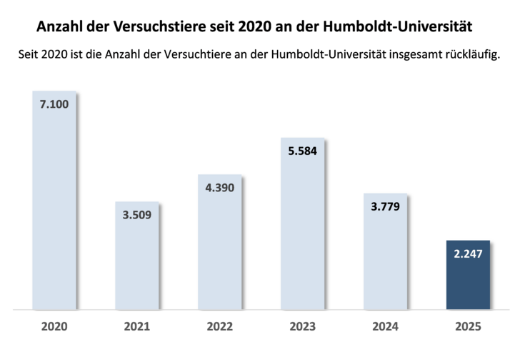 Säulendiagramm zur Anzahl der Versuchstiere von 2020 bis 2025. Die Zahl der Tiere sank von 7.100 im Jahr 2020 auf 2.247 im Jahr 2025. Die Daten beziehen sich auf Tierschutzgesetz (TierSchG) und wissenschaftliche Zwecke.