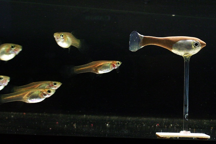 Biomimetische Roboter