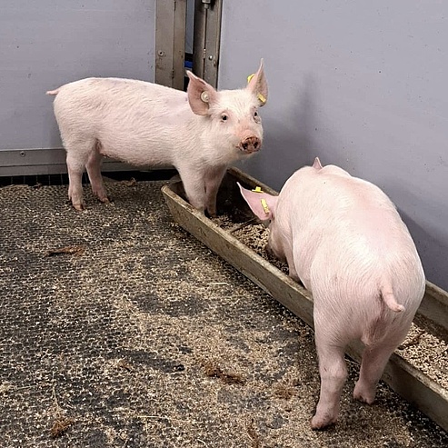 Haltung von Schweinen 