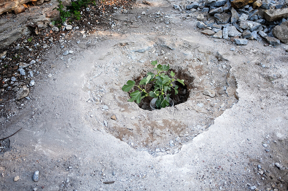 Das Bild zeigt eine Szene, die vermutlich in einem Garten oder einer Baustelle aufgenommen wurde. Im Zentrum des Bildes befindet sich ein runder, ausgehobener Loch im Boden. Das Loch ist mit Sand und kleinen Steinen umgeben und scheint kürzlich gegraben worden zu sein, da der Rand noch frisch aussieht.  In der Mitte des Lochs steht ein kleiner Pflanzenkübel, in dem eine junge Pflanze mit grünen Blättern wächst.