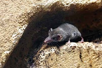 Etruskerspitzmaus im Höhlenstein.