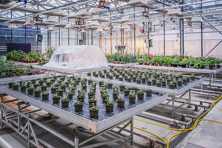 Campus Dahlem Dutzende Pflanzen stehen in kleinen Blumentöpfen im Innern eines Gewächshauses auf dem HU-Campus Dahlem,