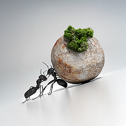 Ameisen schieben gemeinsam eine Kugel, die wie ein Stein aussieht. Auf der Kugel liegt etwas Moos