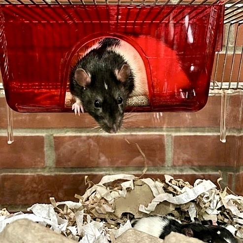 Tierhaltung der Ratte.