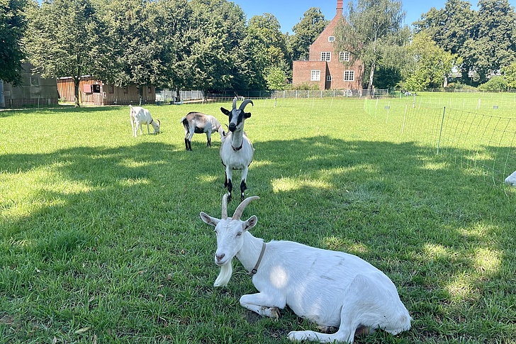 Ziegen auf der Wiese.