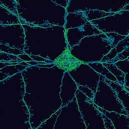 Nervenzelle einer Maus unter dem Elektronenmikroskop Bild der Nervenzelle einer Maus unter dem Elektronenmikroskop: "Neuron (blau) mit Mitochondrien, die Energieproduzenten der Zelle (grün)