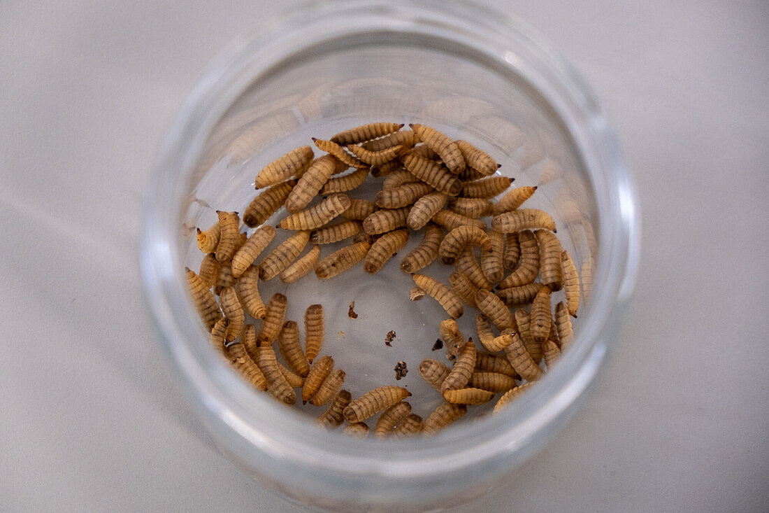 Das Bild zeigt eine durchsichtige Plastikdose, die mit einer Vielzahl von Maden gefüllt ist. 