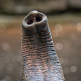 Ein in die Höhe gereckter Elefantenrüssel mit sichtbaren Tasthaaren